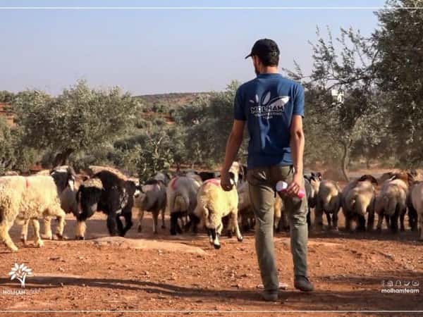 أضحية العيد 4