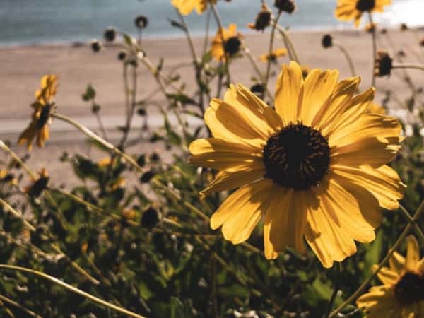 Esra happy birthday .wish you a lovely day.i I hope you reach a good work-life.