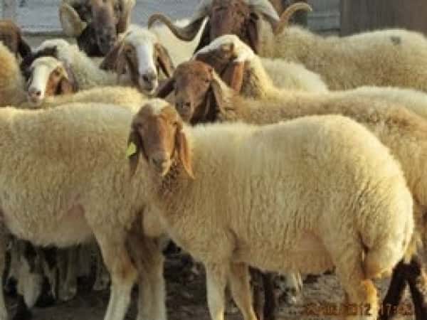 توزيع خاروف على عائلات المخيمات