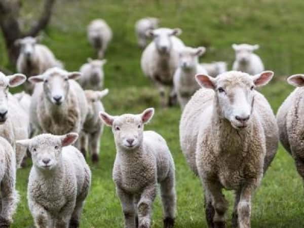 أضحية العيد