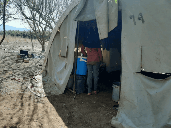Family displaced among trees