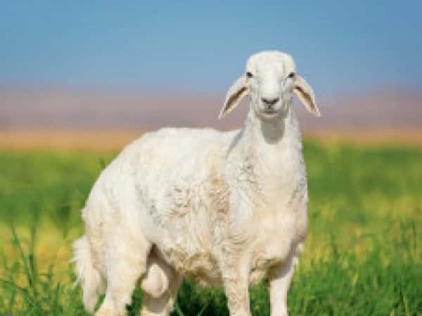 عقيقة مولود جديد