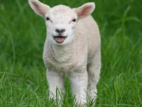 أضحية العيد