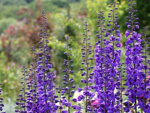 Chloe’s birthday fundraiser