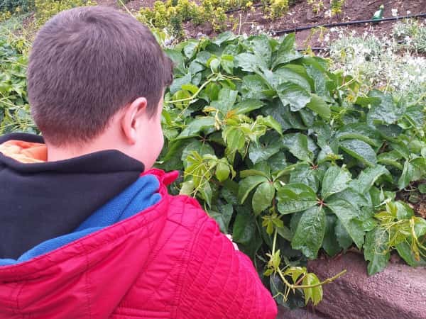 Ahmed, an orphan from Aleppo