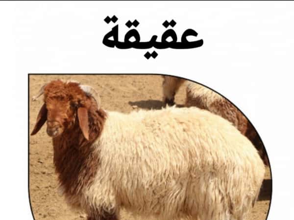 عقيقة عن الطفلة جنى