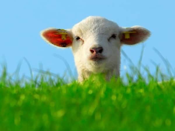 أضحية العيد